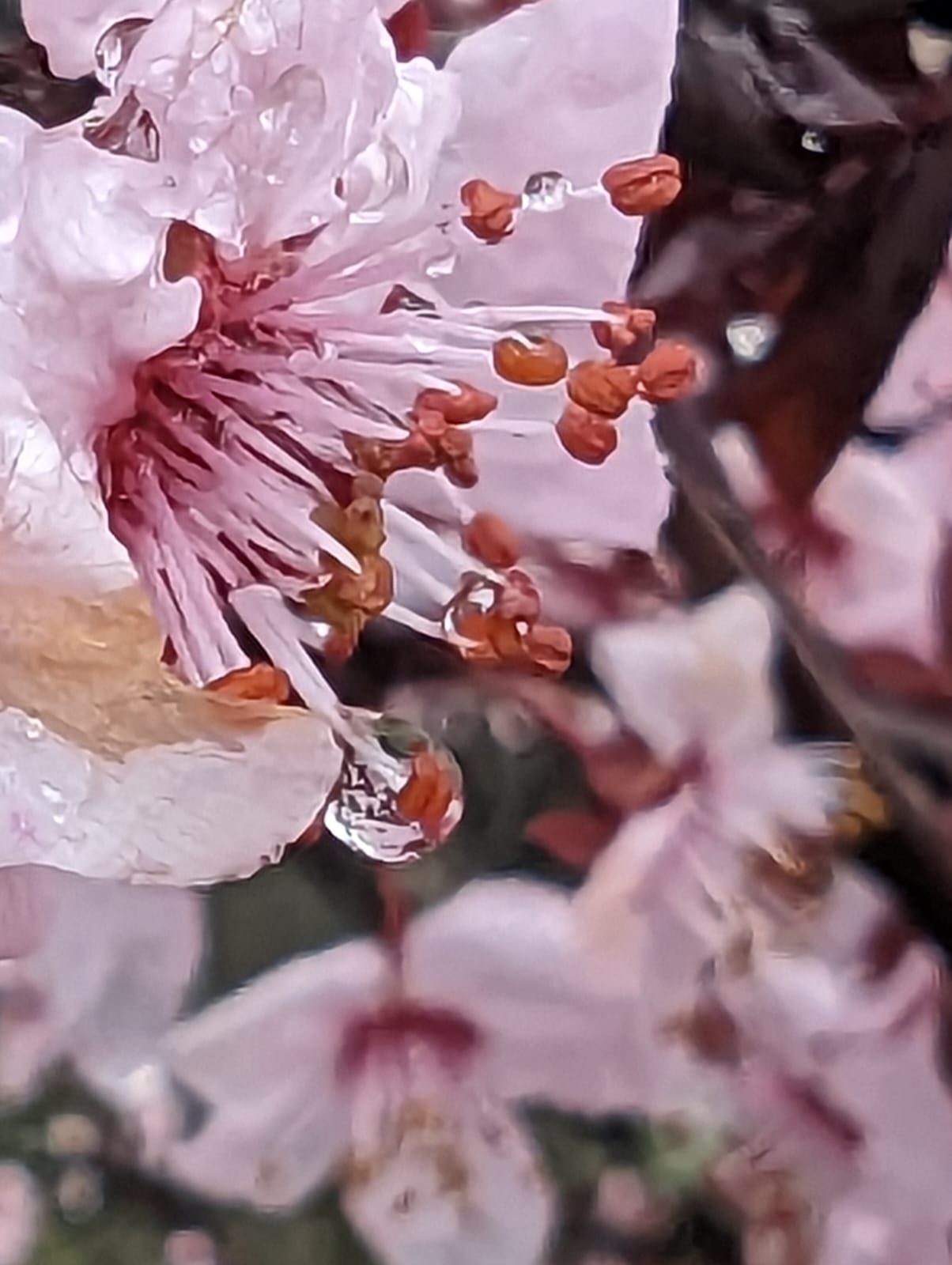 Figure 1: A macro using CO’s Pixel 7 of plum blossoms in the rain